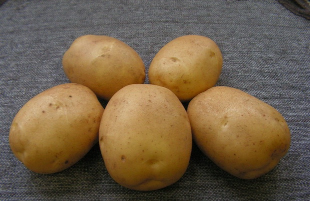 Detailed description and advice of agronomists on potato varieties: Petersburg, Barin, Leader and others