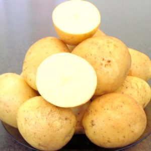 Detailed description and advice of agronomists on potato varieties: Petersburg, Barin, Leader and others