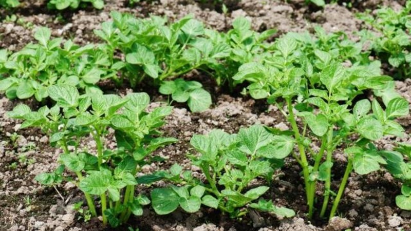 Potato preparation technology for planting
