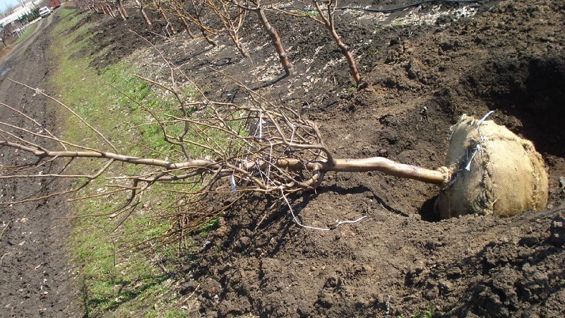 Step-by-step instructions for planting a peach in the fall from experienced gardeners