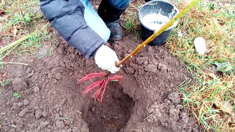 Step-by-step instructions for planting a peach in the fall from experienced gardeners