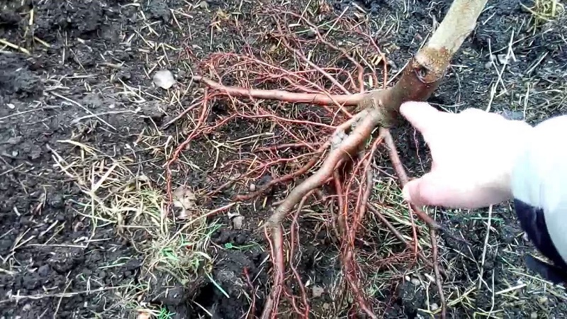 Step-by-step instructions for planting a peach in the fall from experienced gardeners