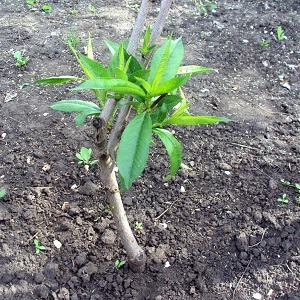 Step-by-step instructions for planting a peach in the fall from experienced gardeners