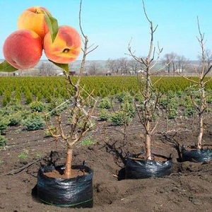Step-by-step instructions for planting a peach in the fall from experienced gardeners