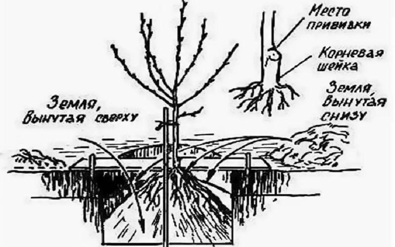 Step-by-step instructions for planting a peach in the fall from experienced gardeners
