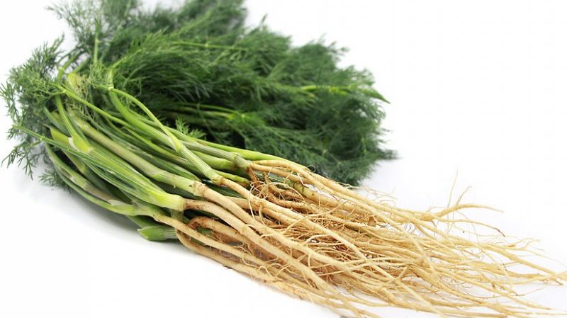 Useful properties of dill root and its medicinal use