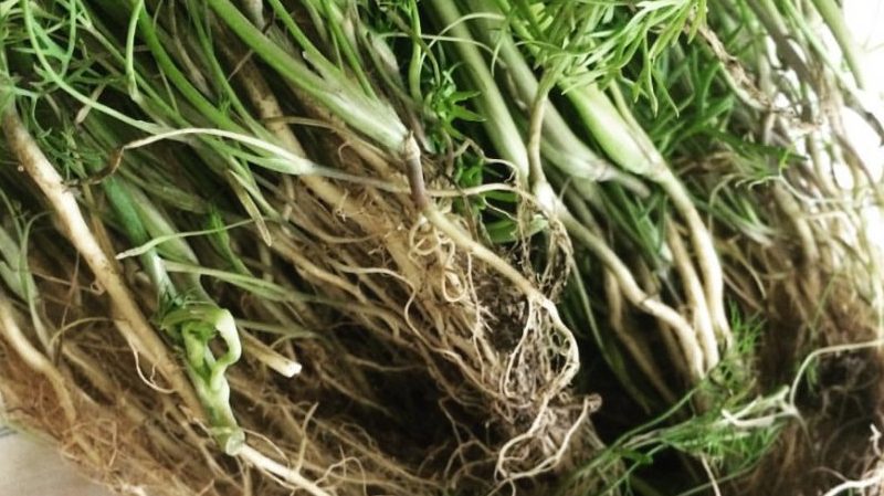 Useful properties of dill root and its medicinal use
