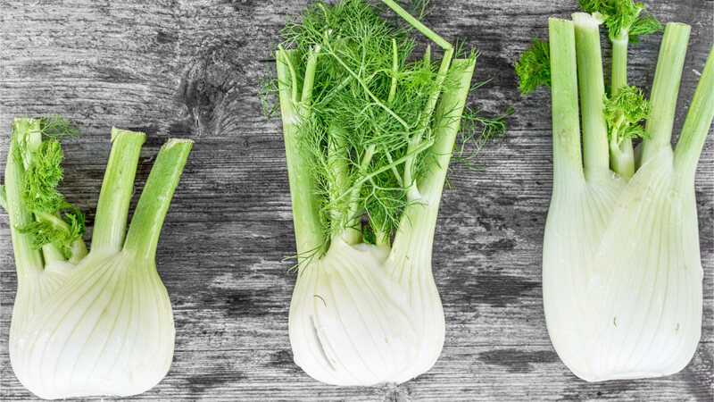 Useful properties of dill root and its medicinal use