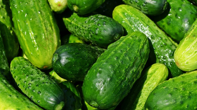 The benefits and harms of cucumbers for human health