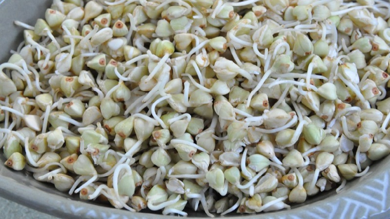 The benefits and harms of green sprouted buckwheat