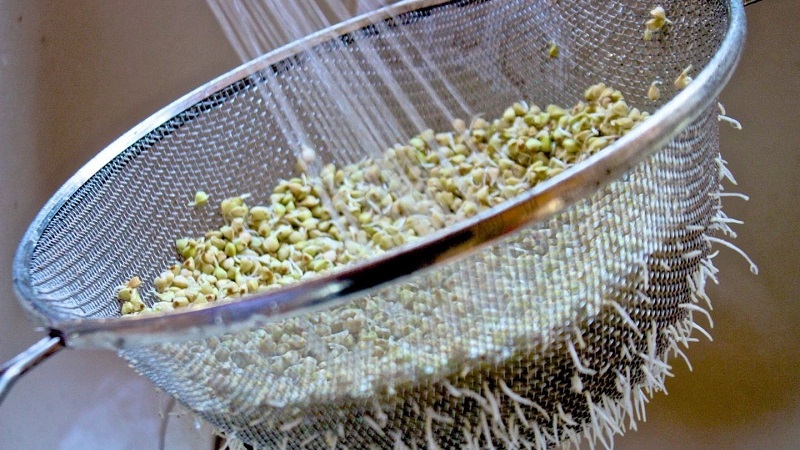 The benefits and harms of green sprouted buckwheat