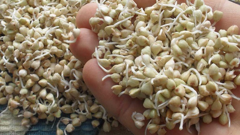 The benefits and harms of green sprouted buckwheat
