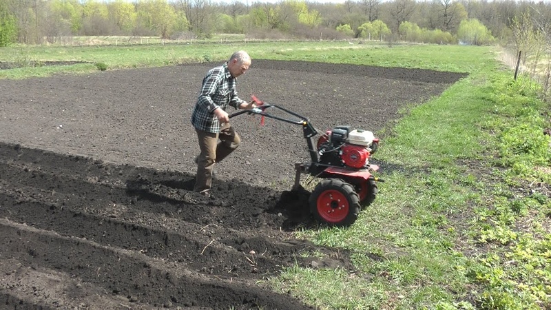 Technology of planting potatoes with a walk-behind tractor