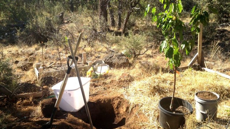 How to properly plant cherries in the fall: instructions for a novice gardener