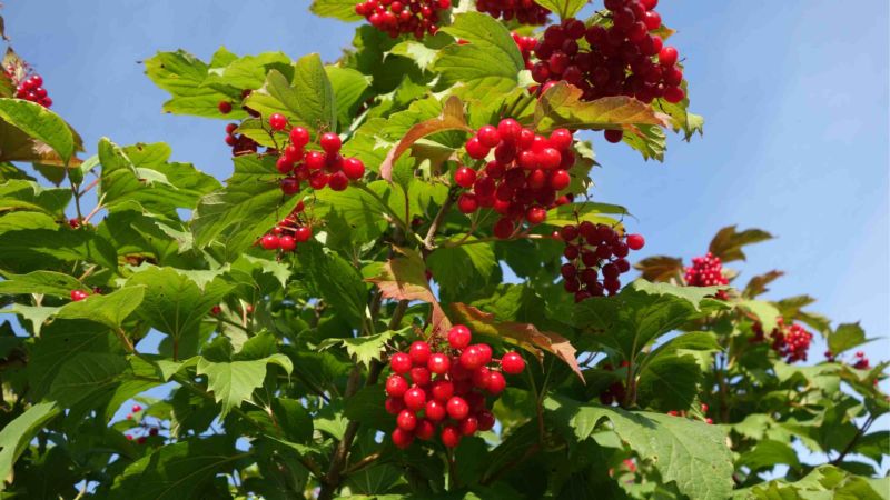 Instructions for planting viburnum in the fall for beginner gardeners