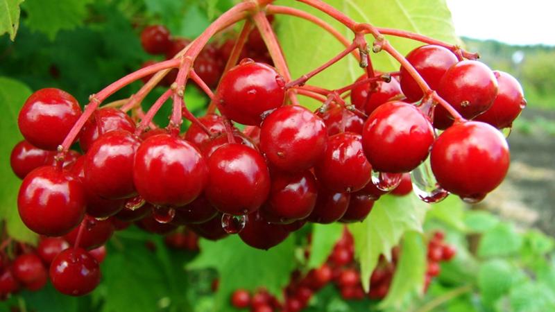 Instructions for planting viburnum in the fall for beginner gardeners