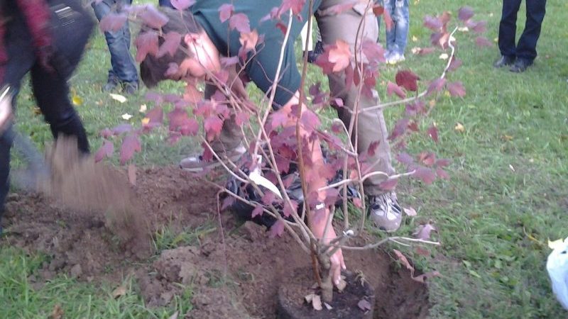 Instructions for planting viburnum in the fall for beginner gardeners