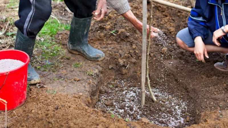How to properly plant cherries in the fall: instructions for a novice gardener