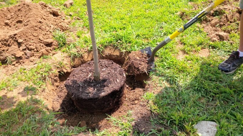 How to properly plant cherries in the fall: instructions for a novice gardener