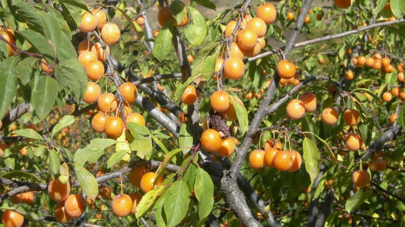 Step-by-step instructions for planting cherry plum in the fall