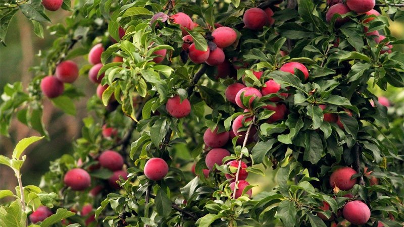 Step-by-step instructions for planting cherry plum in the fall