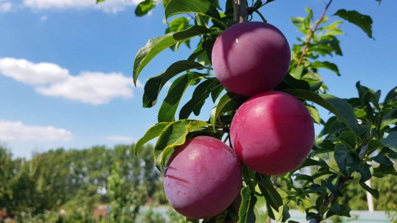 Step-by-step instructions for planting cherry plum in the fall