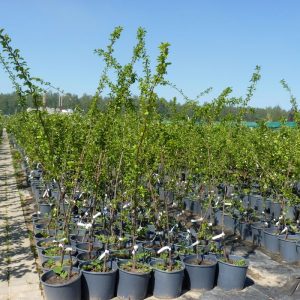 Step-by-step instructions for planting cherry plum in the fall