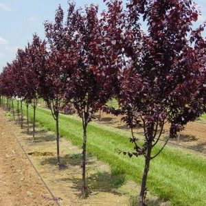Step-by-step instructions for planting cherry plum in the fall