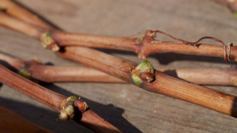 Step-by-step instructions for grafting grapes in autumn