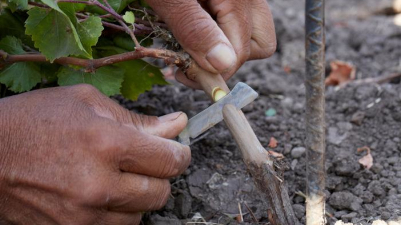 Step-by-step instructions for grafting grapes in autumn
