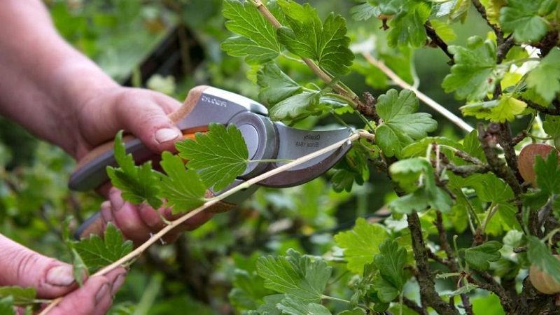 Gooseberry varieties for the Moscow region, resistant to powdery mildew