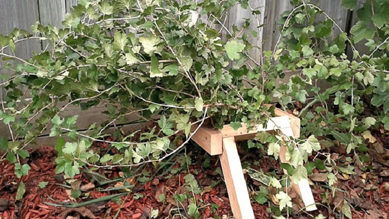 Step-by-step instructions for caring for gooseberries in autumn and preparing for winter