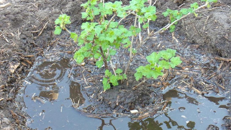 The main steps for caring for gooseberries in the spring after winter for a good harvest