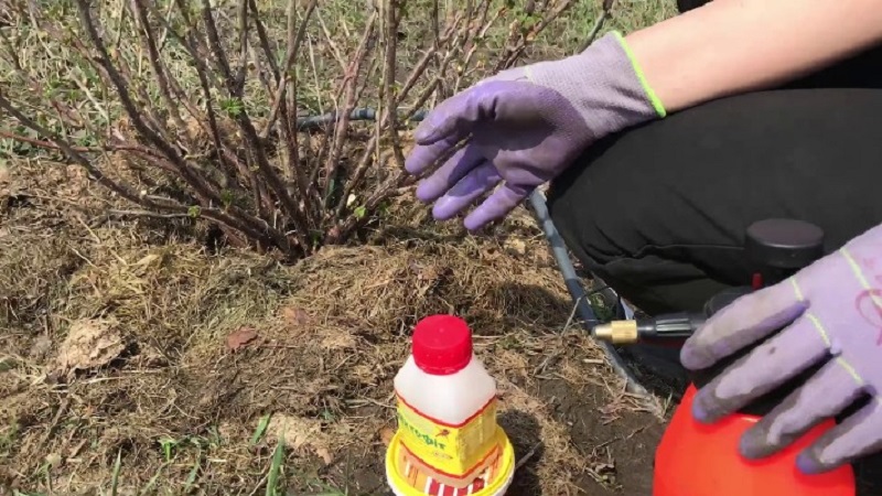 Step-by-step instructions for caring for gooseberries in autumn and preparing for winter