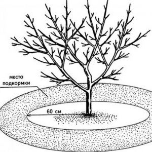 Rules for feeding cherries in the fall and the selection of the best fertilizers for these purposes