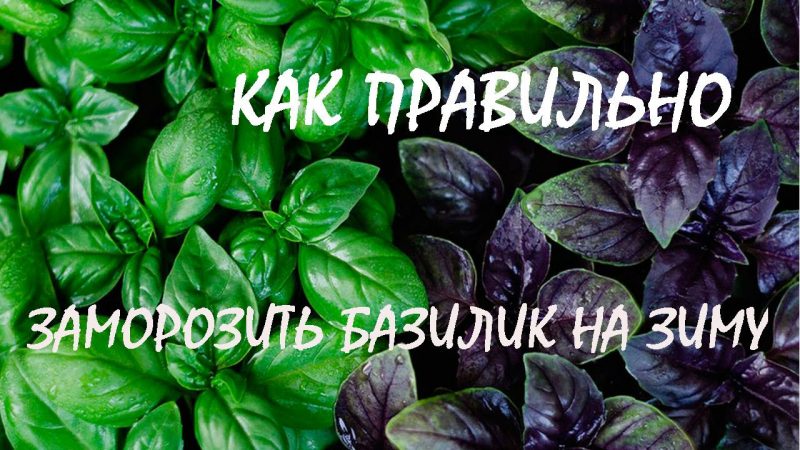 How to properly freeze basil for the winter: a selection of the best ways