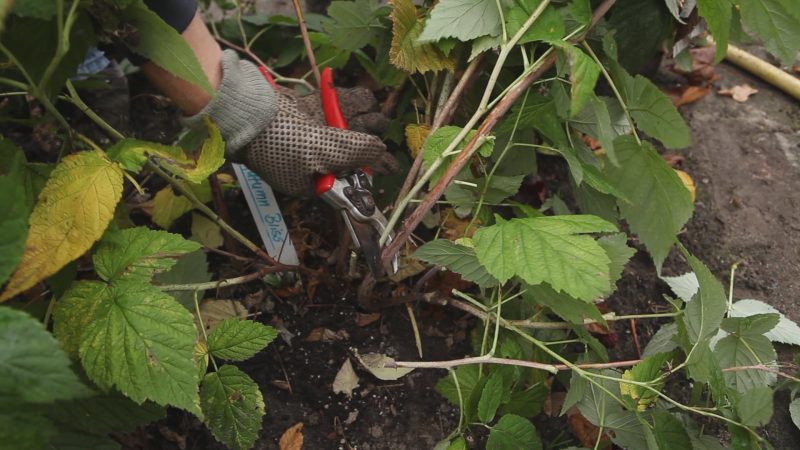Proper care of raspberries in the fall: preparing for winter in stages