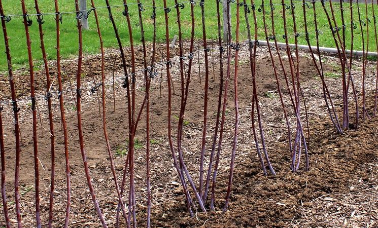 Proper care of raspberries in the fall: preparing for winter in stages