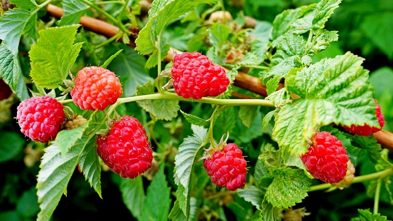 Raspberry varieties for the middle lane
