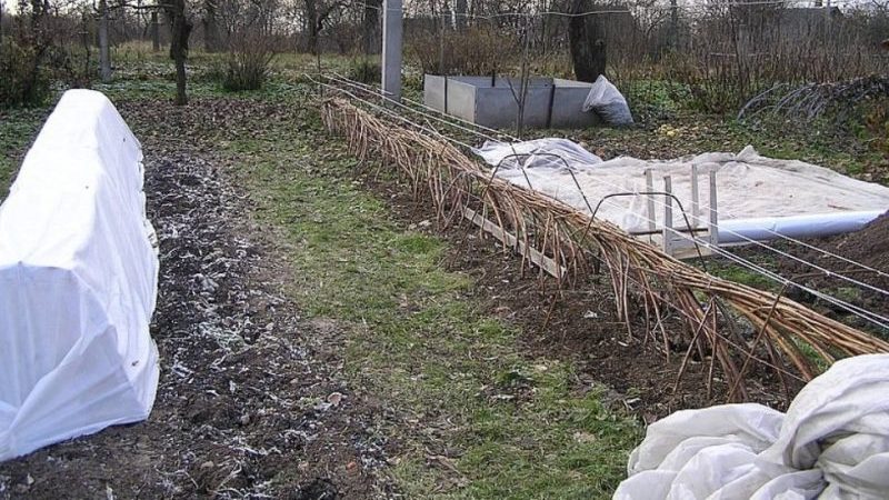 Instructions for caring for raspberries in spring after winter and advice from experienced gardeners