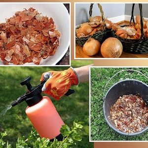 The use of onion peels for the garden and vegetable garden