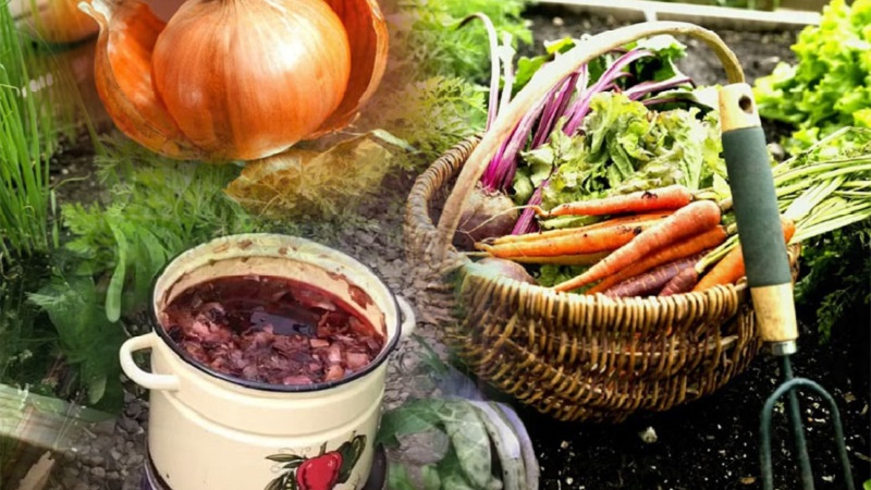 The use of onion peels for the garden and vegetable garden