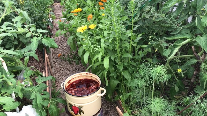 The use of onion peels for the garden and vegetable garden