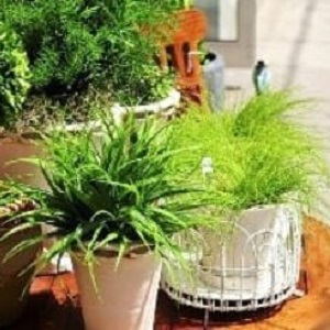 The use of onion peels for the garden and vegetable garden
