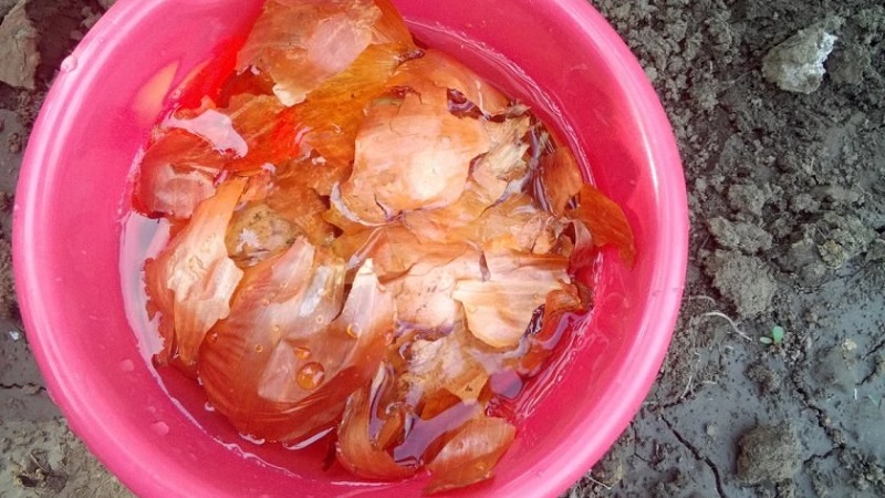 The use of onion peels for the garden and vegetable garden