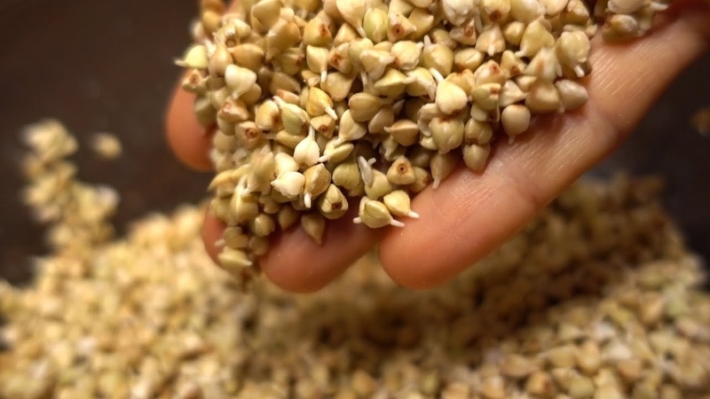 How to germinate green buckwheat correctly at home
