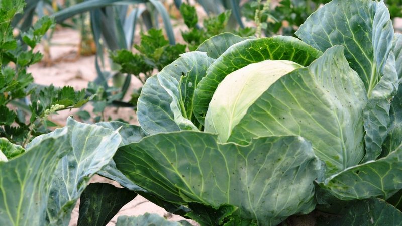 Proven ways to keep cabbage fresh on the balcony in winter