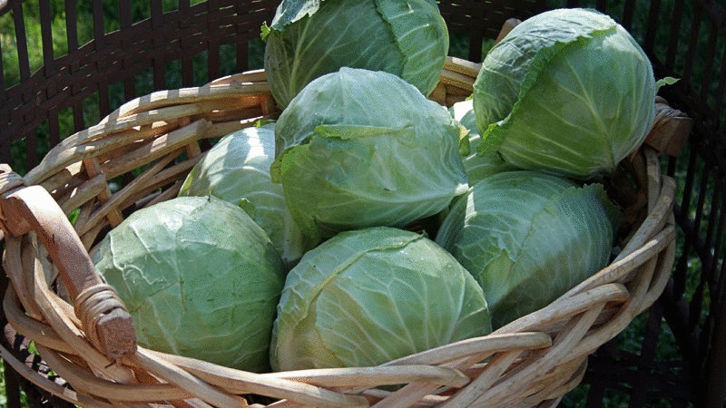 Proven ways to keep cabbage fresh for the winter