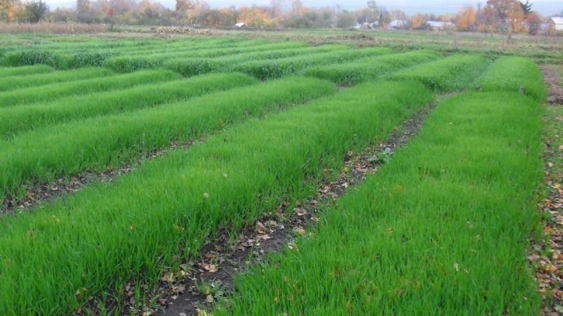 Guide to using wheat as a green manure in fall and spring