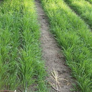 Guide to using wheat as a green manure in fall and spring